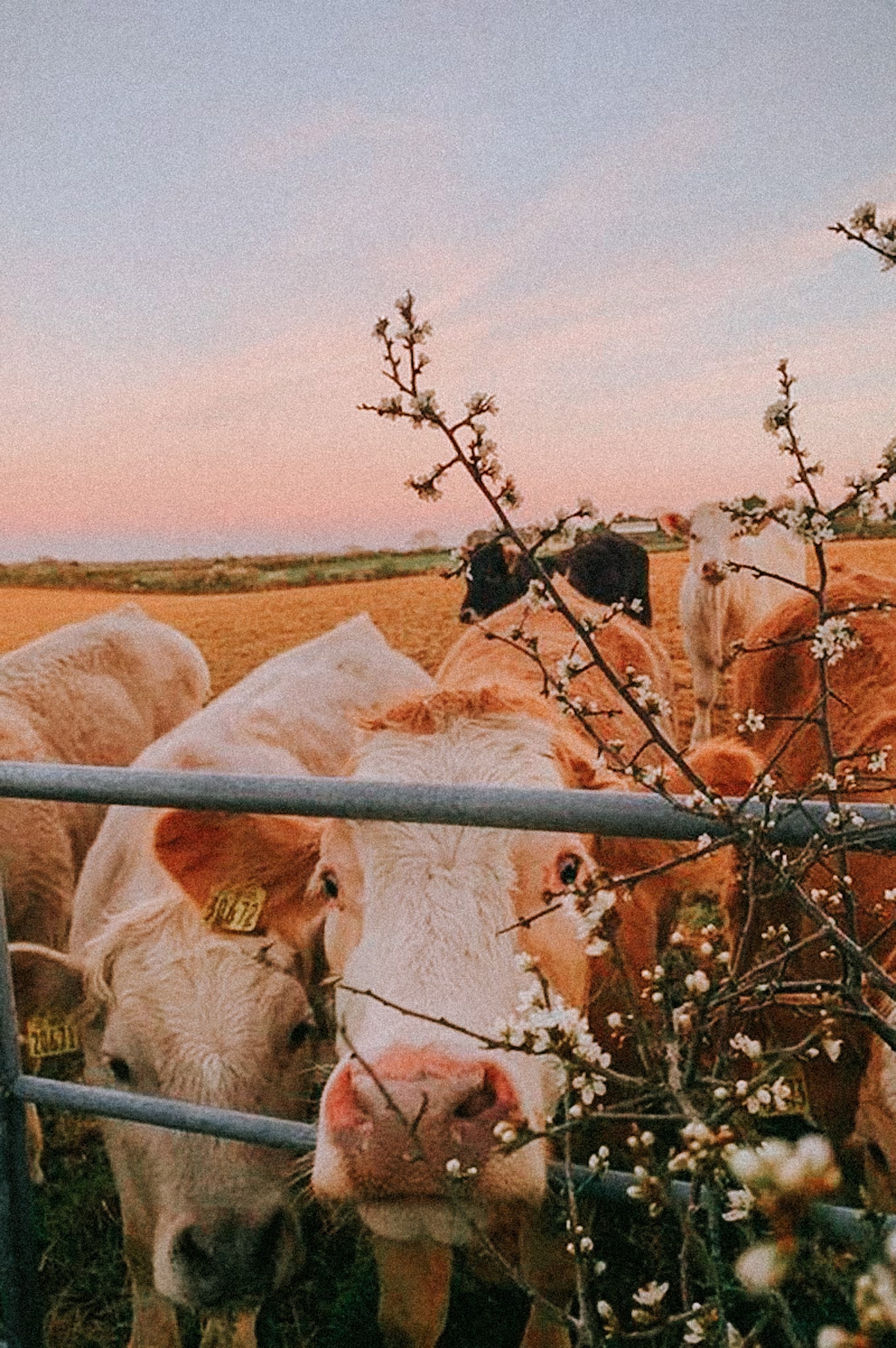Acabemos con el maltrato animal